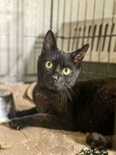 PIERRO, Katze, Europäisch Kurzhaar in Griechenland - Bild 8