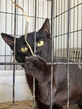 PIERRO, Katze, Europäisch Kurzhaar in Griechenland - Bild 9