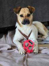 BUDDY, Hund, Mischlingshund in Farschweiler - Bild 1