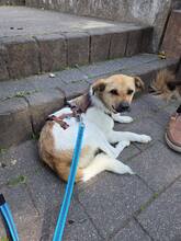 BUDDY, Hund, Mischlingshund in Farschweiler - Bild 2