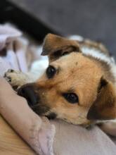BUDDY, Hund, Mischlingshund in Farschweiler - Bild 3
