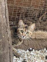 PENNY, Katze, Europäisch Kurzhaar in Griechenland - Bild 1