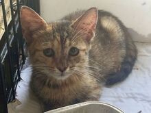 PENNY, Katze, Europäisch Kurzhaar in Griechenland - Bild 2