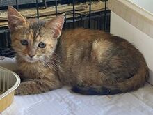 PENNY, Katze, Europäisch Kurzhaar in Griechenland - Bild 3