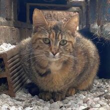 PENNY, Katze, Europäisch Kurzhaar in Griechenland - Bild 4