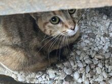 PENNY, Katze, Europäisch Kurzhaar in Griechenland - Bild 5