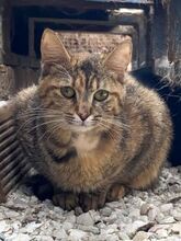 PENNY, Katze, Europäisch Kurzhaar in Griechenland - Bild 6