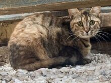 PENNY, Katze, Europäisch Kurzhaar in Griechenland - Bild 7