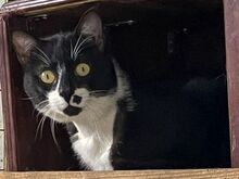 NORRIS, Katze, Europäisch Kurzhaar in Griechenland - Bild 1
