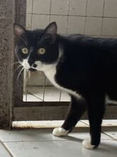 NORRIS, Katze, Europäisch Kurzhaar in Griechenland - Bild 3