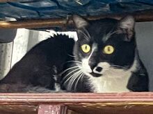 NORRIS, Katze, Europäisch Kurzhaar in Griechenland - Bild 4