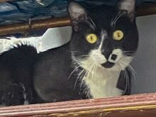 NORRIS, Katze, Europäisch Kurzhaar in Griechenland - Bild 5