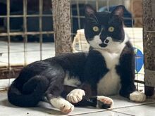 NORRIS, Katze, Europäisch Kurzhaar in Griechenland - Bild 7