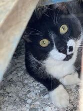 NORRIS, Katze, Europäisch Kurzhaar in Griechenland - Bild 8