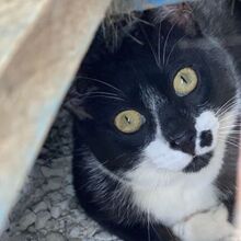 NORRIS, Katze, Europäisch Kurzhaar in Griechenland - Bild 9