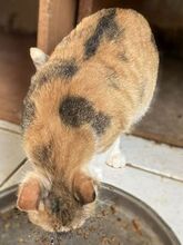 POLA, Katze, Europäisch Kurzhaar in Griechenland - Bild 10