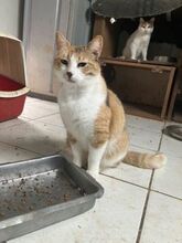POLA, Katze, Europäisch Kurzhaar in Griechenland - Bild 11