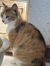 POLA, Katze, Europäisch Kurzhaar in Griechenland - Bild 2