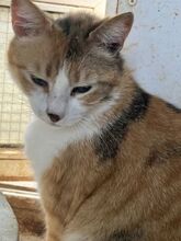 POLA, Katze, Europäisch Kurzhaar in Griechenland - Bild 3