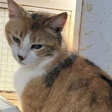 POLA, Katze, Europäisch Kurzhaar in Griechenland - Bild 4