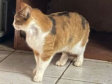 POLA, Katze, Europäisch Kurzhaar in Griechenland - Bild 5