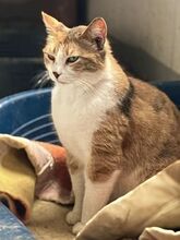POLA, Katze, Europäisch Kurzhaar in Griechenland - Bild 6