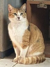 POLA, Katze, Europäisch Kurzhaar in Griechenland - Bild 7