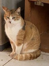 POLA, Katze, Europäisch Kurzhaar in Griechenland - Bild 8