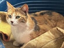 POLA, Katze, Europäisch Kurzhaar in Griechenland - Bild 9