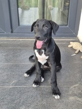 NERO, Hund, Mischlingshund in Rumänien - Bild 1