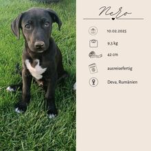 NERO, Hund, Mischlingshund in Rumänien - Bild 2