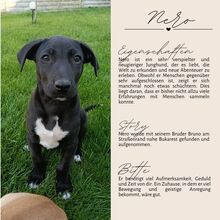 NERO, Hund, Mischlingshund in Rumänien - Bild 3