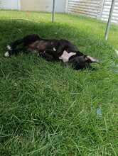 NERO, Hund, Mischlingshund in Rumänien - Bild 4