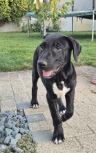 NERO, Hund, Mischlingshund in Rumänien - Bild 5