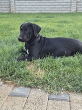 NERO, Hund, Mischlingshund in Rumänien - Bild 6