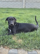 NERO, Hund, Mischlingshund in Rumänien - Bild 7