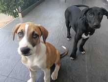 NERO, Hund, Mischlingshund in Rumänien - Bild 8