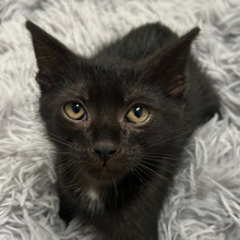 CHADWICK, Katze, Hauskatze in Ungarn - Bild 1