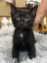 CHADWICK, Katze, Hauskatze in Ungarn - Bild 2