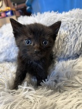 CHADWICK, Katze, Hauskatze in Ungarn - Bild 3