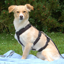 GREATA, Hund, Mischlingshund in Lauf - Bild 1