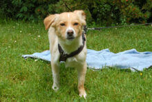 GREATA, Hund, Mischlingshund in Lauf - Bild 10