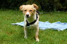 GREATA, Hund, Mischlingshund in Lauf - Bild 11