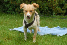 GREATA, Hund, Mischlingshund in Lauf - Bild 12