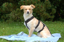 GREATA, Hund, Mischlingshund in Lauf - Bild 2