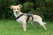 GREATA, Hund, Mischlingshund in Lauf - Bild 3