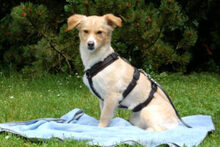 GREATA, Hund, Mischlingshund in Lauf - Bild 4