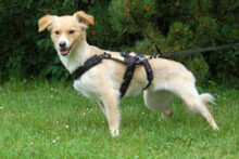 GREATA, Hund, Mischlingshund in Lauf - Bild 5