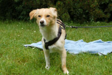 GREATA, Hund, Mischlingshund in Lauf - Bild 6