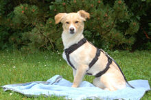 GREATA, Hund, Mischlingshund in Lauf - Bild 7